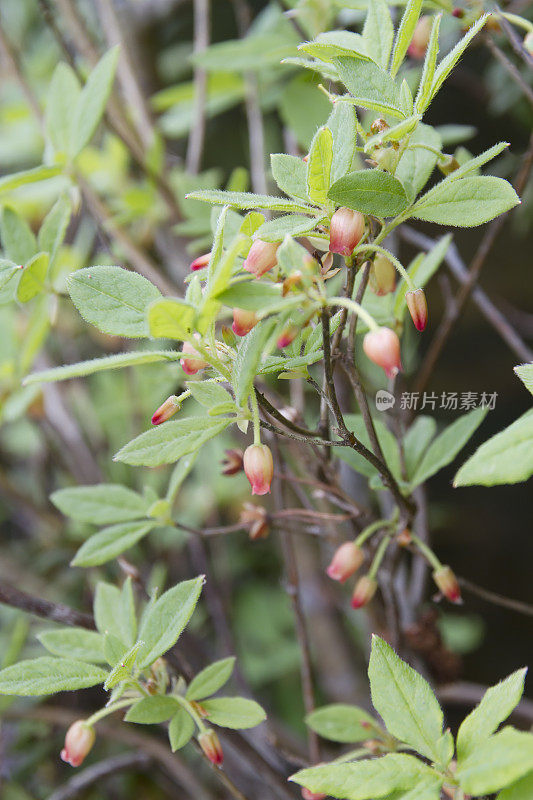 沼泽越橘（Vaccinium uliginosum）